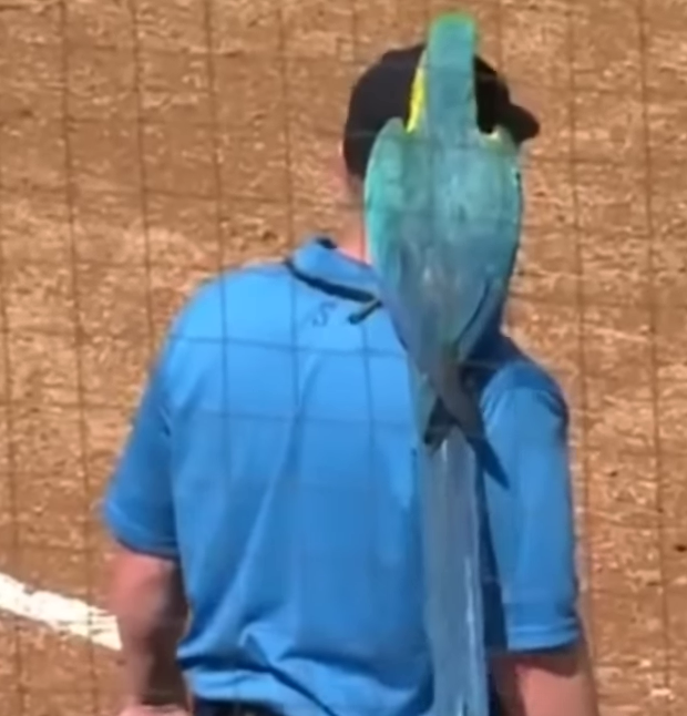 These parrots stole the show 😂🦜